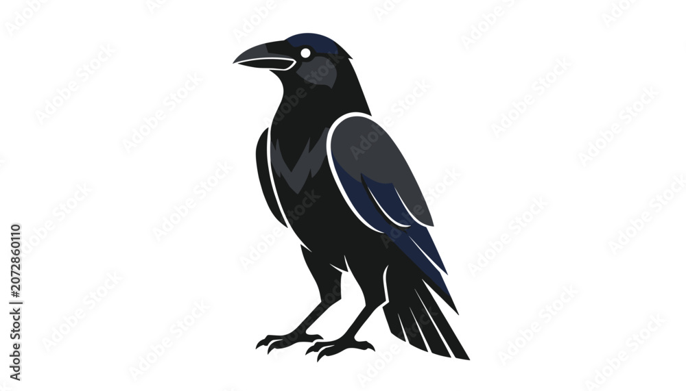Fototapeta premium Black crow or raven standing in profile view with highly detailed feathers and a sharp beak isolated on a white background.