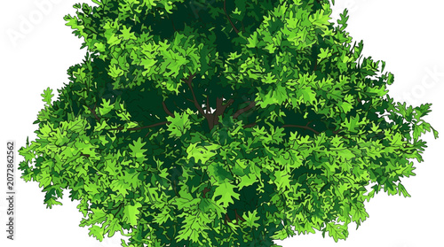 Vista dall'alto di un albero rigoglioso con foglie verdi brillanti, isolato su uno sfondo bianco puro, ideale per progetti di design e architettura paesaggistica.