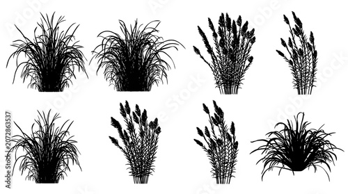 Set di sagome vettoriali di erbe ornamentali e piante palustri isolate su sfondo bianco, ideali per progetti di design grafico, architettura del paesaggio e illustrazioni botaniche.