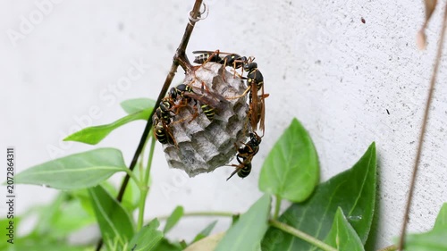 営巣するフタモンアシナガバチ　‐Polistes chinensis‐