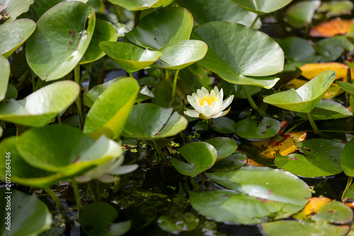 Nymphaea virginalis flowers blooming on the pond in the botanical garden 