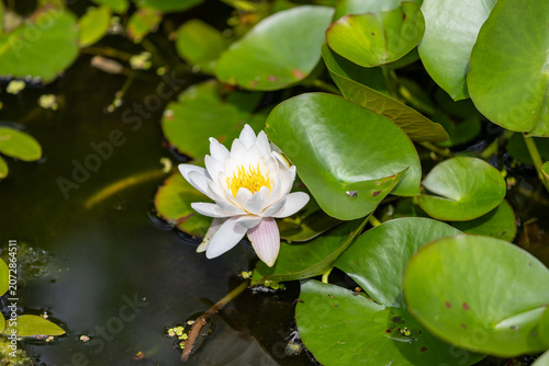 Nymphaea virginalis flowers blooming on the pond in the botanical garden 