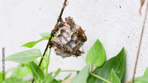営巣するフタモンアシナガバチ　‐Polistes chinensis‐