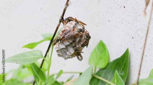 営巣するフタモンアシナガバチ　‐Polistes chinensis‐
