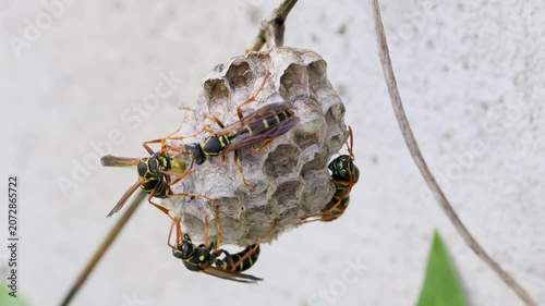 営巣するフタモンアシナガバチ　‐Polistes chinensis‐