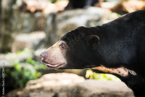 Obraz na plátně Head of black bear.
