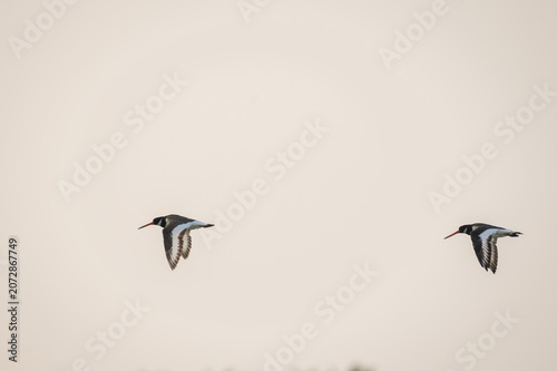 Eurasian Oystercatcher Haematopus ostralegus black and white plumage, a long straight orange-red bill, red eyes and relatively short dull pink legs Common, conspicuous, and large wader (shorebird)