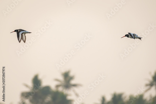 Eurasian Oystercatcher Haematopus ostralegus black and white plumage, a long straight orange-red bill, red eyes and relatively short dull pink legs Common, conspicuous, and large wader (shorebird)