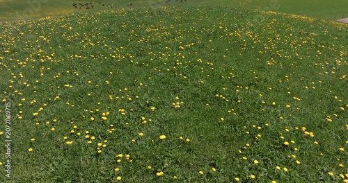 Champs de pissenlit 