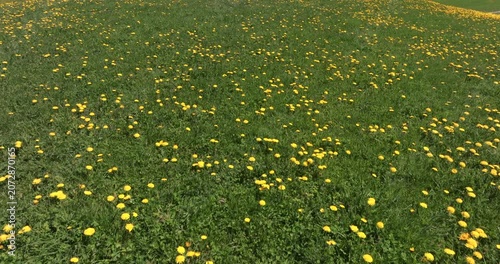 Champs de pissenlit 