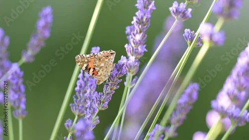 Painted Lady butterfly feeding the nectar of Lavender and walks to another flower stalk in summer in a domestic garden. Vanessa cardui, Lavandula sp, Indre-et-Loire 37, région Centre, France, Europe