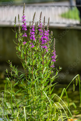 Close up of purple loosestrife, lythrum salicaria flowers in bloom