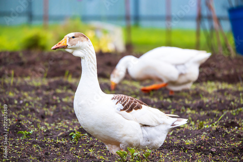 Domestic geese wandering around a village yard. Raising poultry.