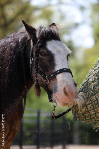 portrait of a horse