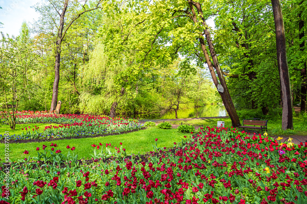 Fototapeta premium Blooming colorful tulips in the park. Tulip festival.