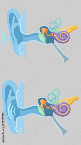 Two stylized diagrams of the human ear anatomy.
