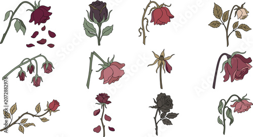 Foto Wilted and Dried Rose Flower Collection with Dead Blooming Plants, Fading Petals