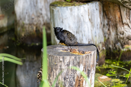 Saguinus midas, red-handed tamarin, funny black monkey funny animal on an old stump