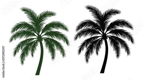 Palm vector silhouette and sketch tree tropical nature design