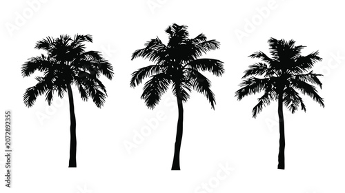 Palm vector silhouette three trees botanical tropical landscape
