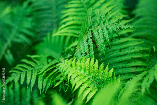 Fern leaves as green natural summer background.