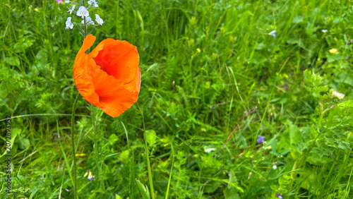 Orange Wild Poppy Blooming in a Green Summer Meadow