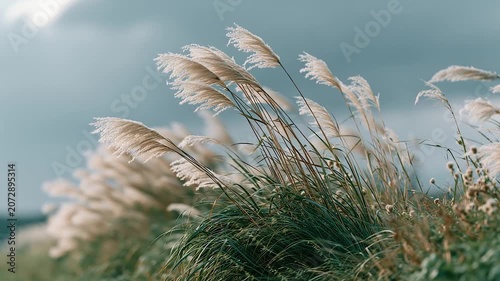 Cloudy Evening Grass Field with Gentle Reeds