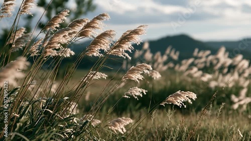 Cloudy Evening Grass Field with Gentle Reeds