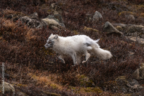 Renard polaire,
