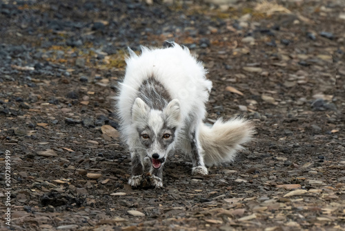 Renard polaire,