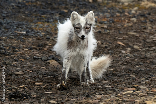 Renard polaire,
