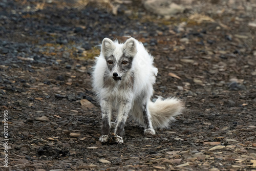 Renard polaire,