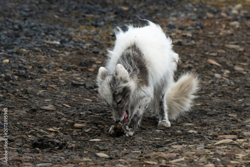 Renard polaire,