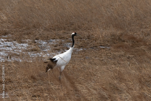 Grue du Japon