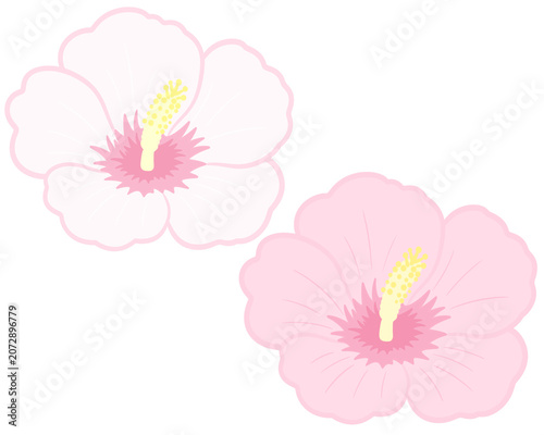rose of sharon illustration 