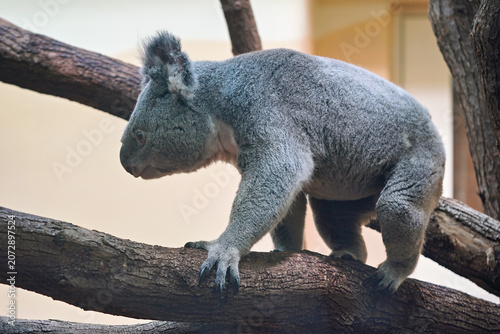 Grey koala bear walking over wooden tree branch, side view, photo from zoo