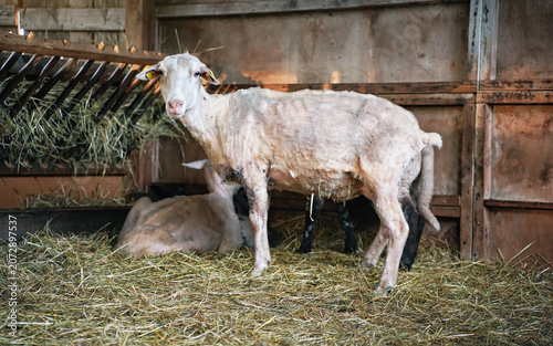 Sheep with its wool removed cut, standing near hay and grass feeder at a farm