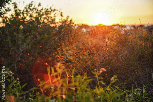 Large cobweb illuminated by afternoon sunset sunlight, blurred bushes background, large spider - Nephila inaurata madagascariensis - resting in middle