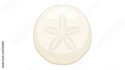 Ideal for marine biology articles, educational materials, or beachthemed design projects. White sand dollar and skeletal sea urchin fossil.