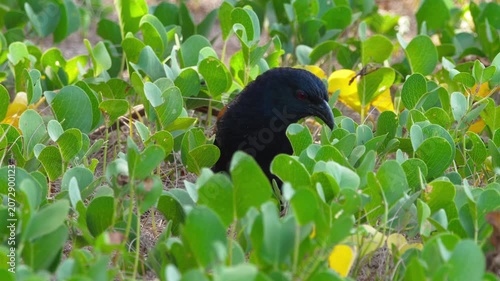Greater coucal bird foraging and searching for insects among green ground cover foliage in bright natural daylight. Close-up, eye-level shot with soft background blur.