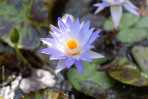 Blooming waterlily flower growing in water. Lilies flower in nature. Summer nature. Elegant flowering lily with leaves. Flower of Nymphaea waterlily. Flowering Nymphaea lily. Lily blue blossom