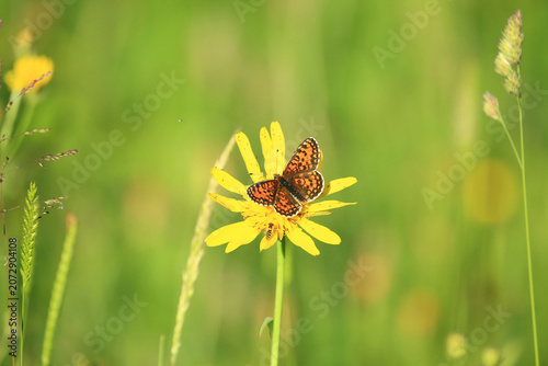 Beautiful butterfly on yellow flower, sunny day on the meadow