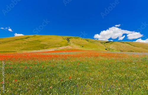Castelluccio di Norcia blooming wildflowers, Piano Grande plateau and Sibillini Mountains, Umbria Italy