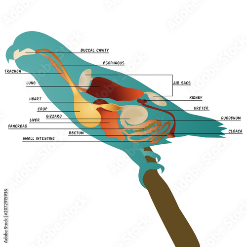 Принти на полотні Parrot Anatomy Vector Illustration, Avian Internal Organ Diagram Showing Digesti
