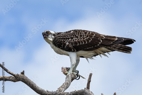 Canvas Print Juvenile osprey up on a tree branch enjoying a freshly caught fish at Fort Desot