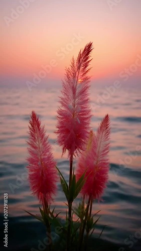 Pink Feather Flowers Sunset Over Ocean