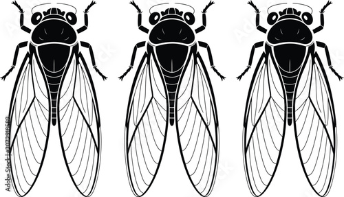 Fotografía Three detailed cicada insects with patterned wings in black and white illustrati