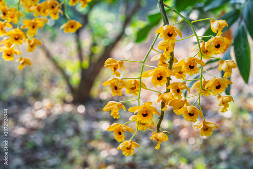 Closeup view of golden yellow epiphytic orchid species dendrobium fimbriatum flowers blooming outdoors in tropical garden