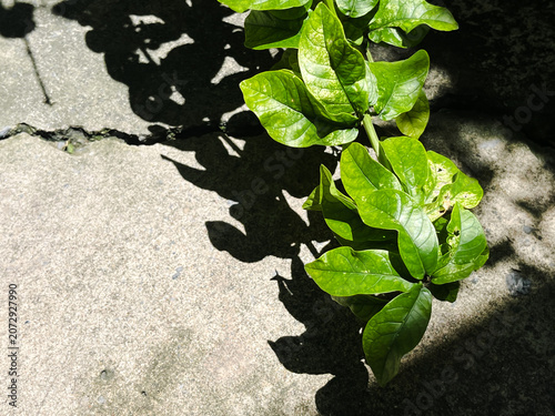 Green leaves with harsh shadow on concrete floor. Top view of vibrant plant in midday sunlight.