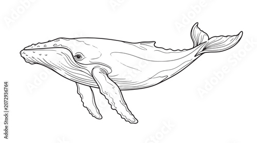 Bild auf Leinwand Humpback whale line art illustration, minimalist black and white whale vector dr